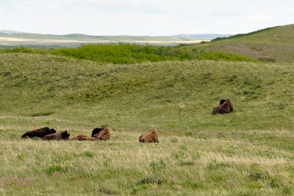 bison - buffalo